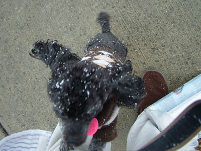 Fisbo the spoiled poodle